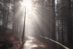 Sun rays over forest road