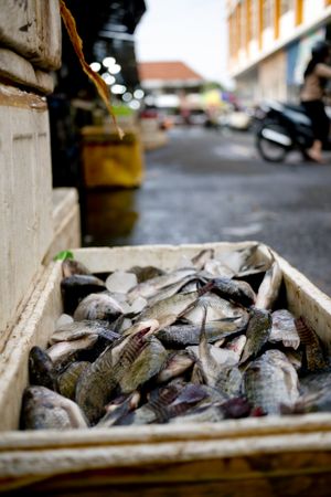Cooler of fish, close up with street market in background