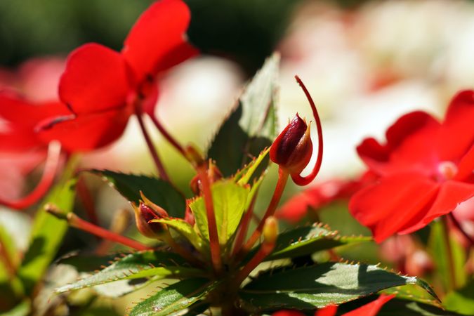 Bright red flowers on green bush in garden