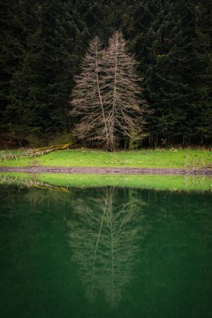 Hills and forest near calm lake