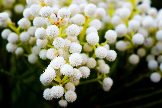 Close up of plants