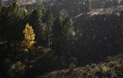 Beautiful Forest