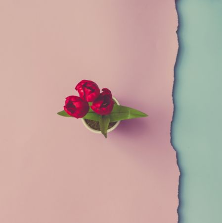 Close up shot of red flowers on pink blue background