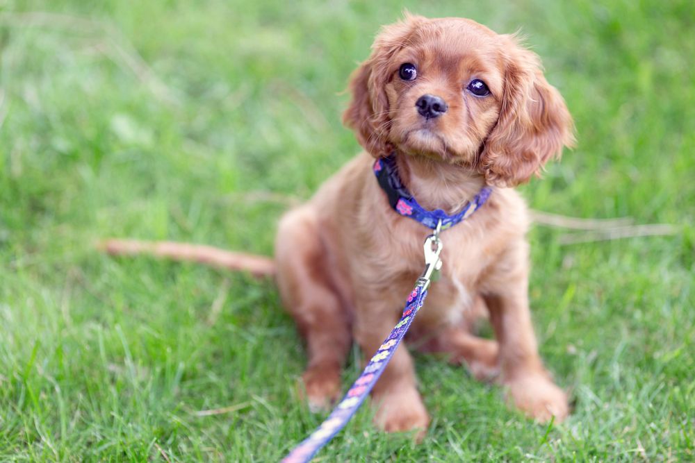 Cavalier spaniel sitting on the grass with leash on
