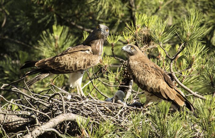 Eagle near newborn bird in nest