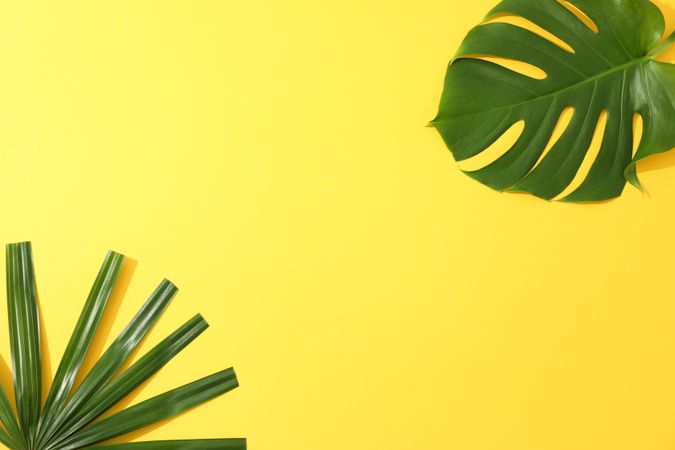 Different palm leaves on yellow background, copy space