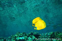 Underwater shot of two yellow butterfly fishes 5XWWM0