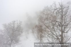 Wintry cold forest on snowy day in Caucasus mountains 4Zgo1b