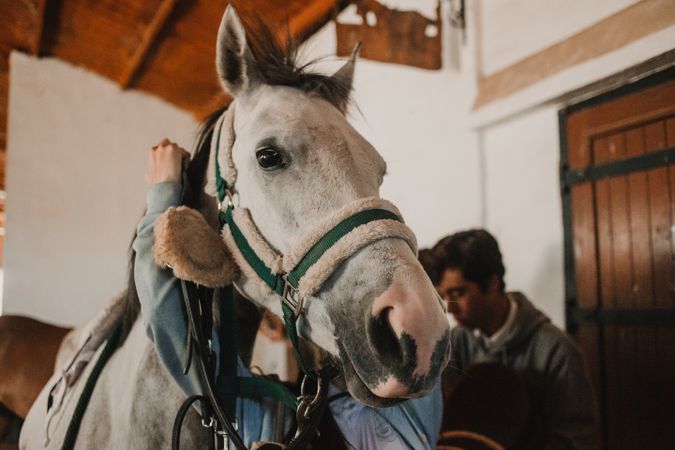 White horse in ranch stable