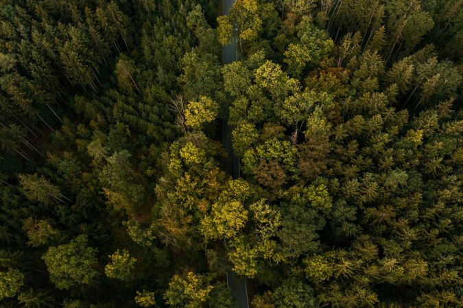 Drone aerial view with forest in Baden Wurttemberg, Germany