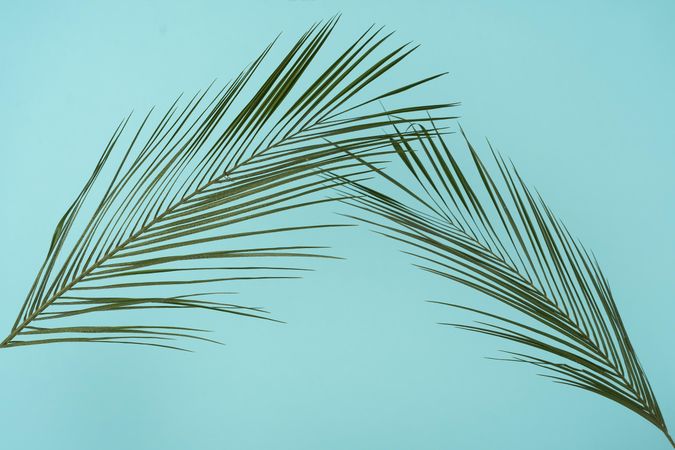 Tropical green leaves on baby blue background