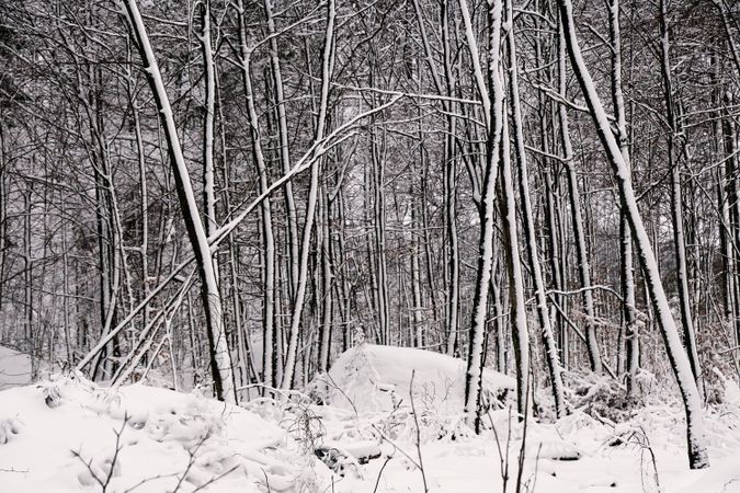 Winter forest with snowy trees