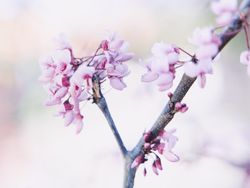 Light pink purple flowers on a branch