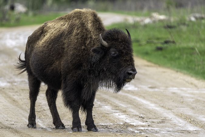 Bison standing on road