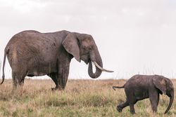 Elephant and its calf walking on green grass field