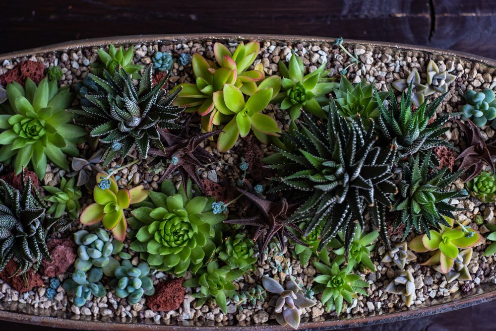 Top view of Perle Von Nurnberg plant in a large varied pot
