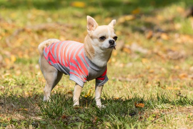 Chihuahua wearing gray and red striped shirt on green grass field