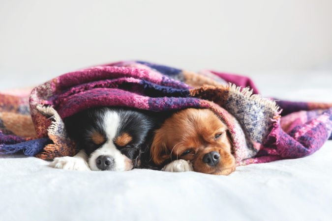 Two cavalier spaniels under purple blanket