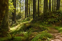 Mossy forest on a bright day