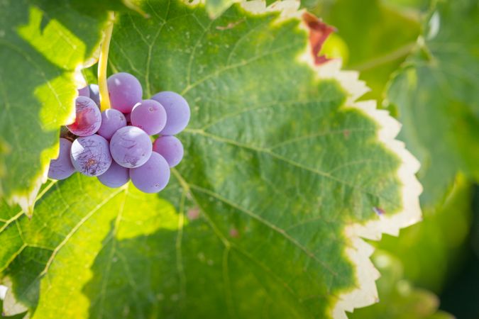 Vineyard with Lush, Ripe Wine Grapes on the Vine Ready for Harvest.