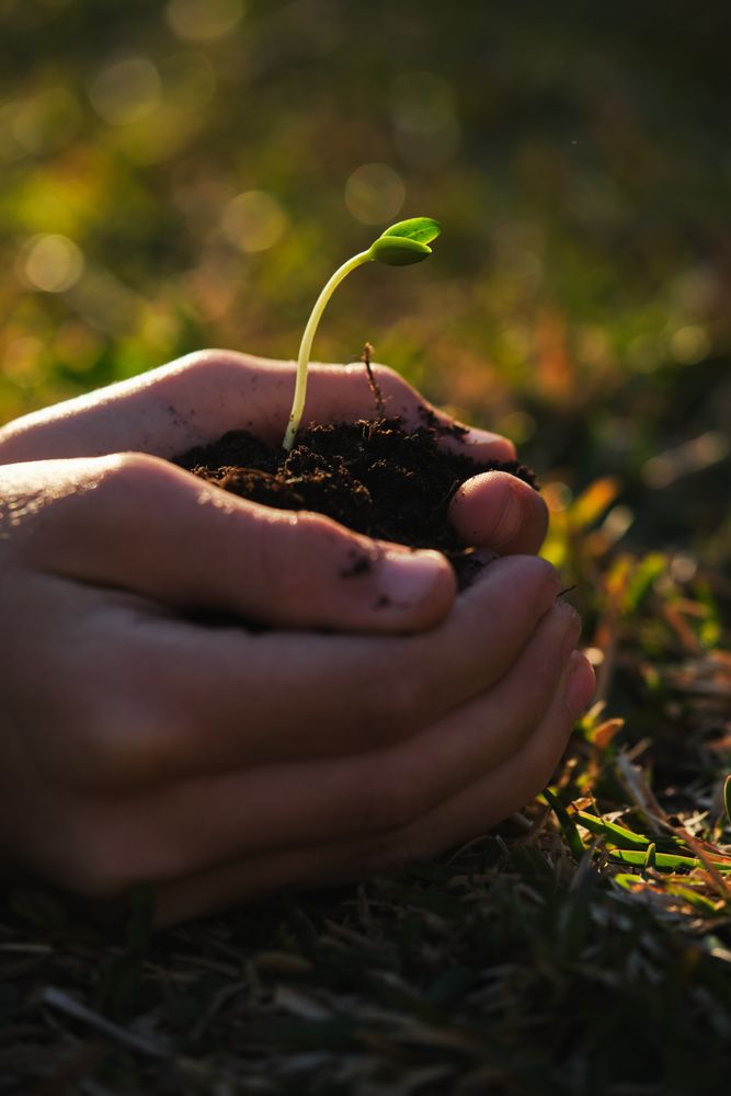 Crop gardener with plant seedling in sunlight