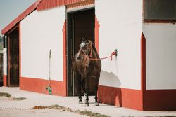 Horse at entrance to stable in sunlight