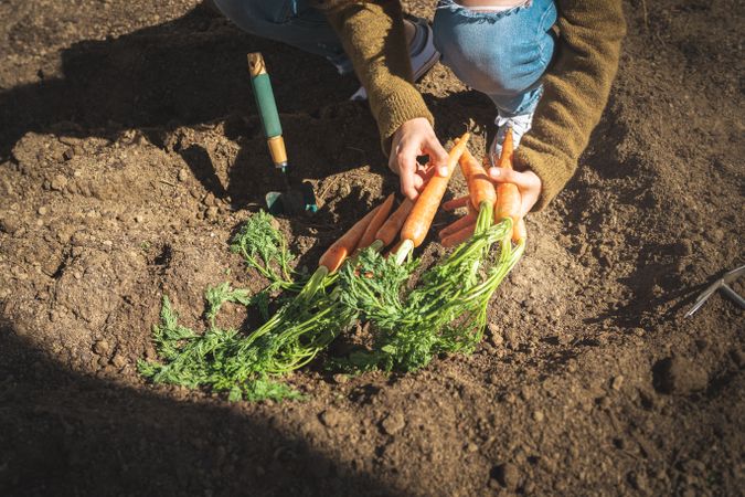 Crop woman harvesting carrot in garden