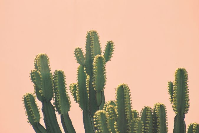 Green cactus plant in front of yellow background