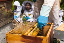 Crop beekeeper with honeycomb in apiary with children