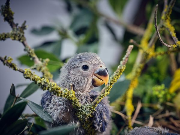 Small gray parrot chick near plants