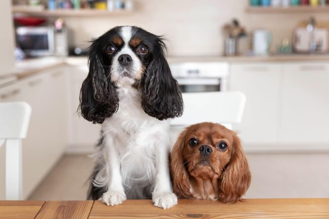 Two cavalier spaniels sitting at the dining table