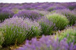 Summer landscape with flowering lavender meadow