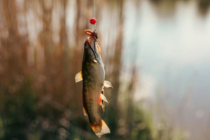 Closeup catch of one river or lake little fish, little catfish hanging on sharp fish-hook on lip with maggot sunny day outdoor on water natural background