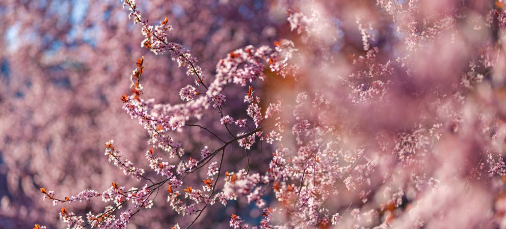 Wide shot of cherry blossom trees with selective focus