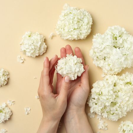 Female hands hold beautiful hydrangea flower on beige background, top view