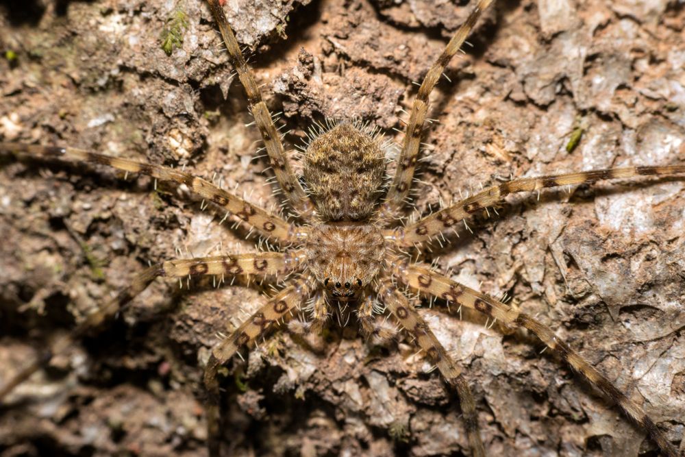 From above closeup macro shot of the Flat Rock Spider sitting on a rock at night in Matheran, India