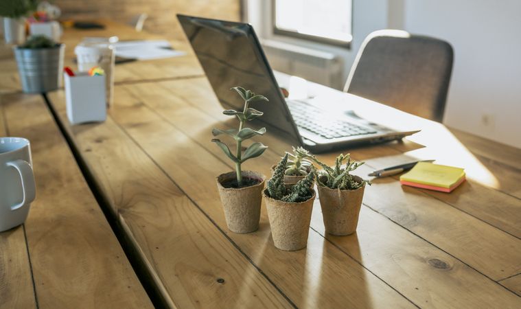 Workplace with laptop and assorted cactus in the foreground