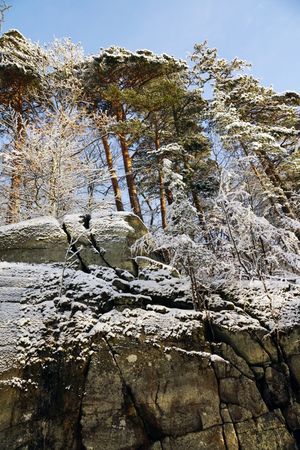 Tall frosted trees beside stone cliff with pine trees