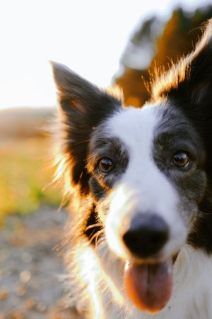 Border collie sitting on meadow
