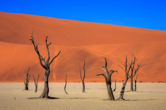 Bare trees in desert under blue sky