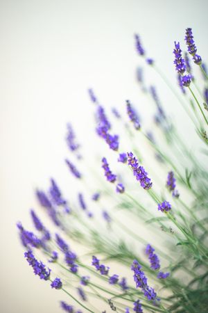 Flowering Lavandula plant in a summer garden