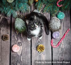 Cat beside Christmas tree bx8Kvb