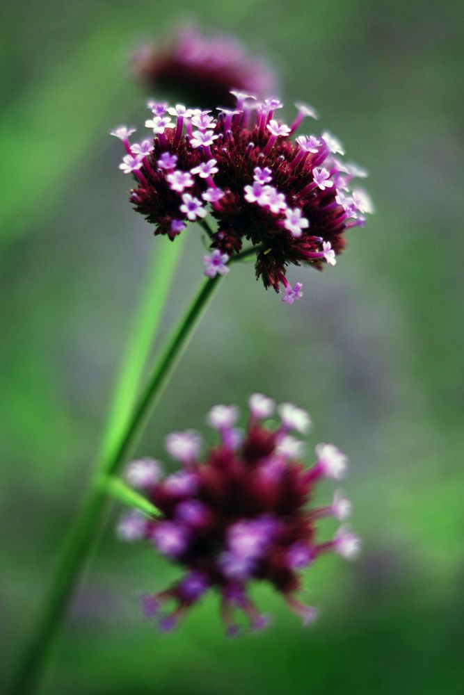 Purple flowers on bush