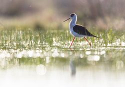 Wild bird walking on water