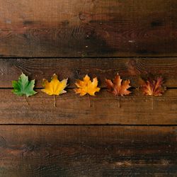 Autumn leaves from green to red on dark wooden background