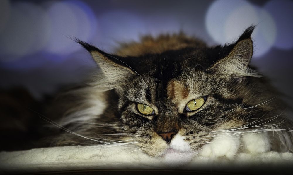 Dark tabby cat resting