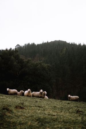 Sheep grazing in the mountain