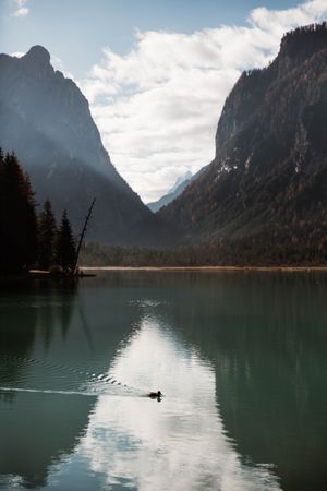 duck on lake in mountains