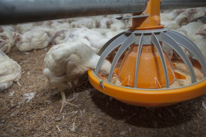 Hungry hens feeding from bird feeder on farm