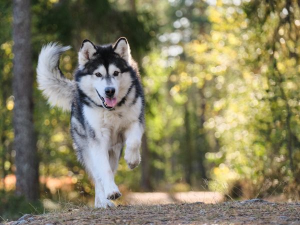 Husky in forest